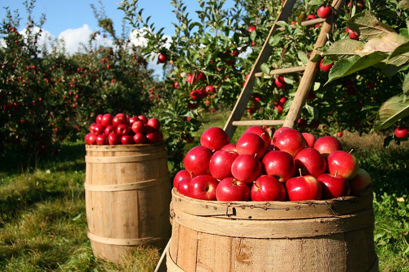 orchard with apples